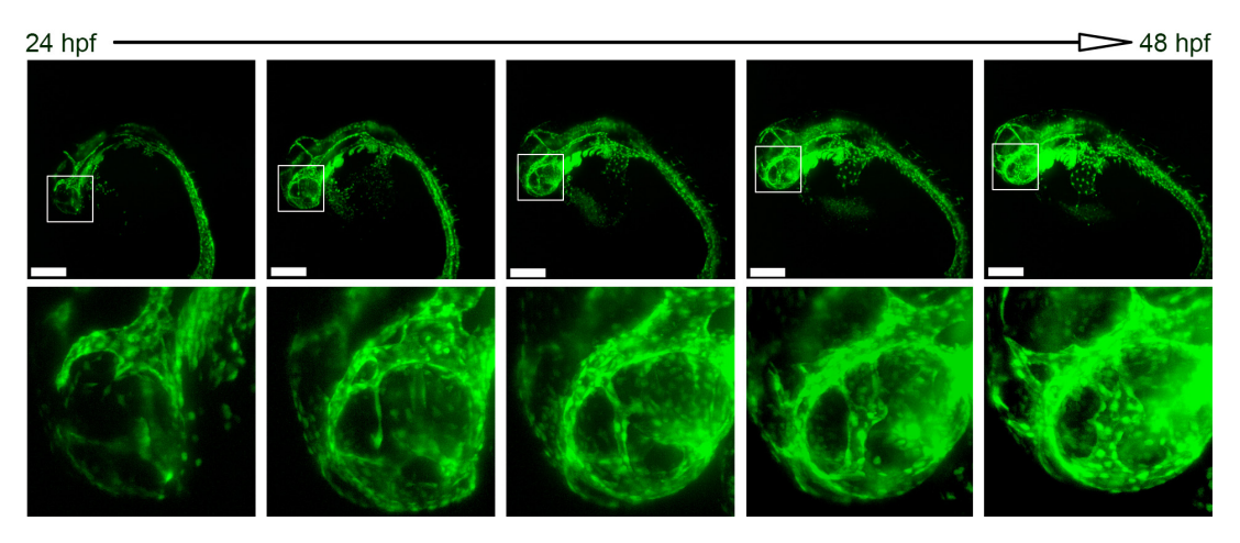斑馬魚胚胎長時(shí)間成像-2.png