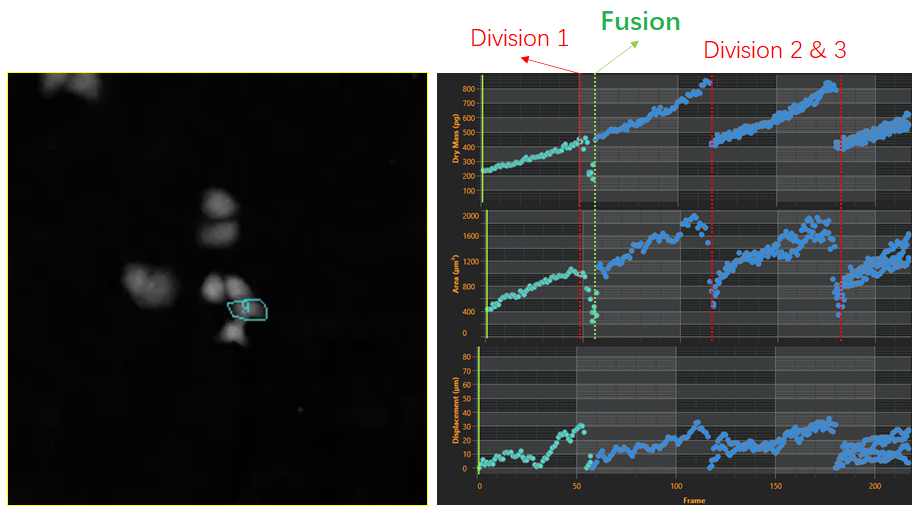 2、細(xì)胞譜系研究-2.png