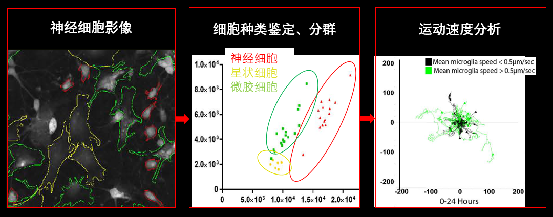 1、無標(biāo)記神經(jīng)細(xì)胞共培養(yǎng).png