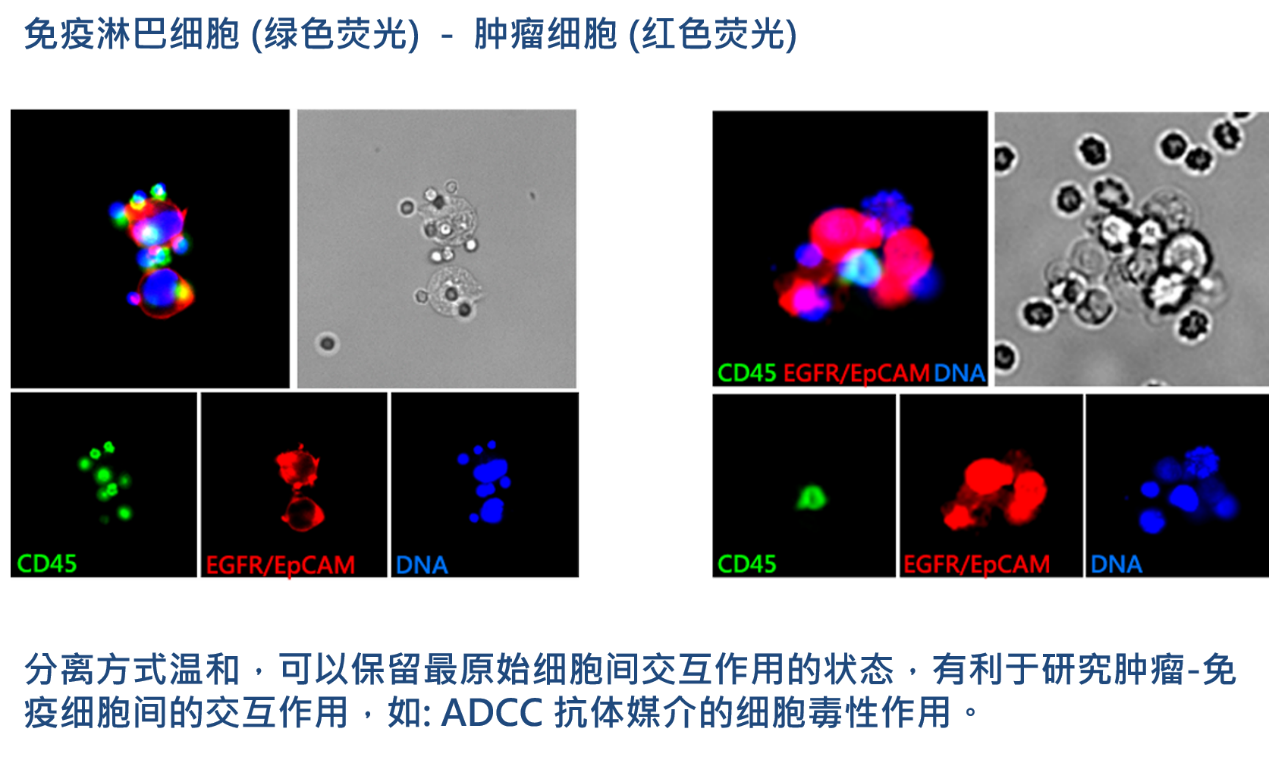 2、腫瘤-免疫細(xì)胞交互作用研究.png