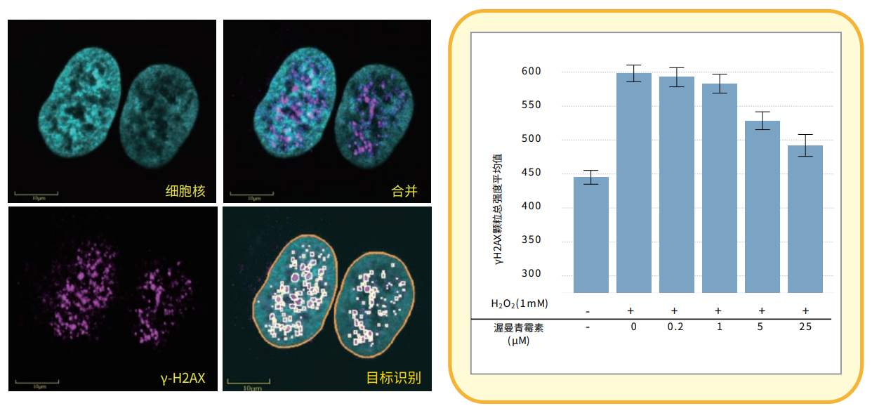 應(yīng)用3 y-H2AX焦點(diǎn)形成.png