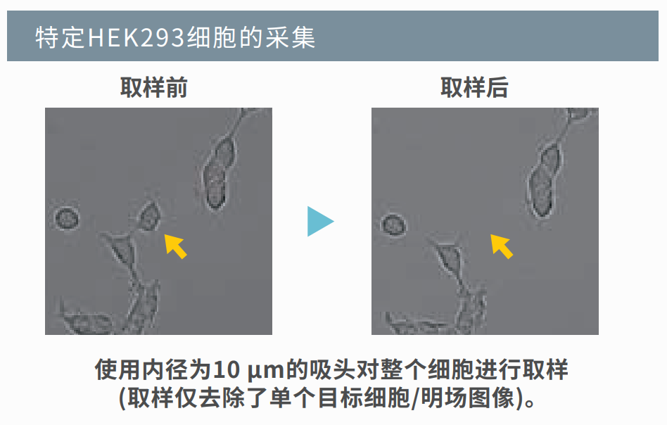 HEK293細胞取樣.png