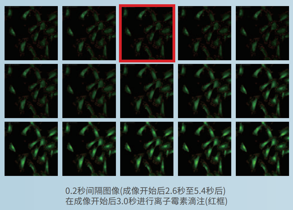 應(yīng)用2：離子霉素濃度依賴性鈣反應(yīng).png