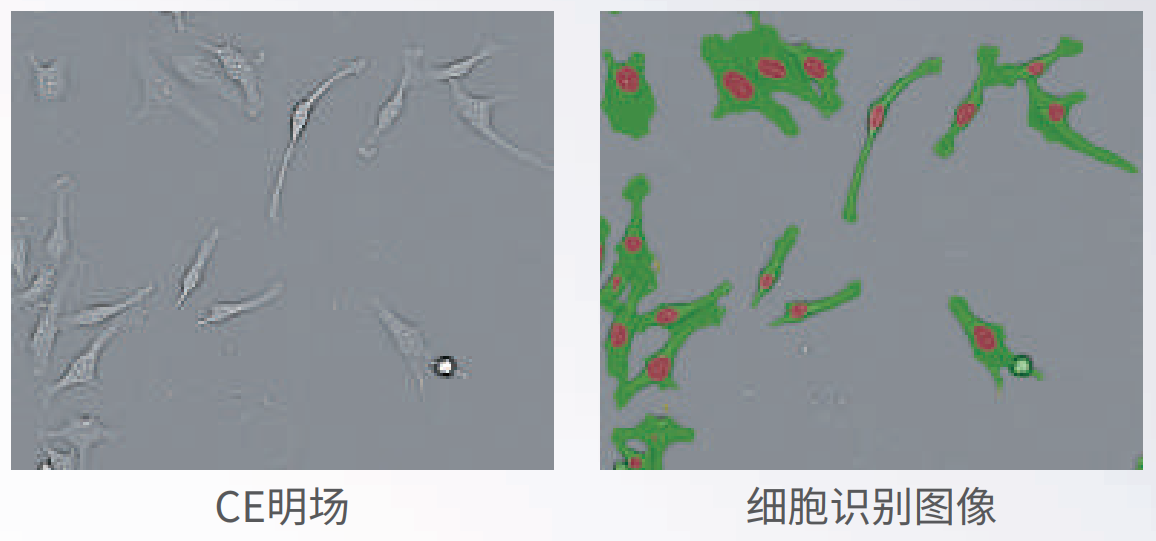 應(yīng)用4：無標(biāo)記成像.png